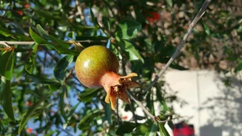 Ripe Pomegranate fruits hanging on a tree branch in the gardenRipe Pomegranat Stock Photos