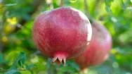 Ripe Pomegranate Fruits On A Tree Branch Close-Up Stock Footage
