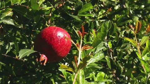 Ripe pomegranate on the tree Stock Footage 154395694
