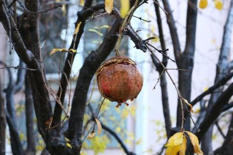 Ripe pomegranate on tree Stock Photos