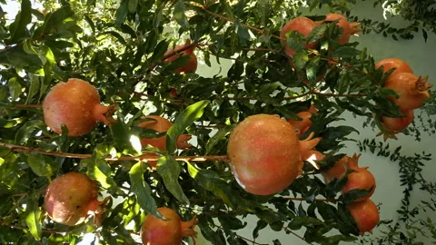 Ripe pomegranates on the branches. Stock Footage 161796295