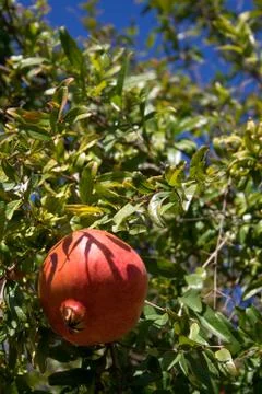 Ripe pomegranates hanging on tree Stock Photos