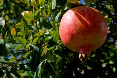 Ripe pomegranates hanging on tree Stock Photos