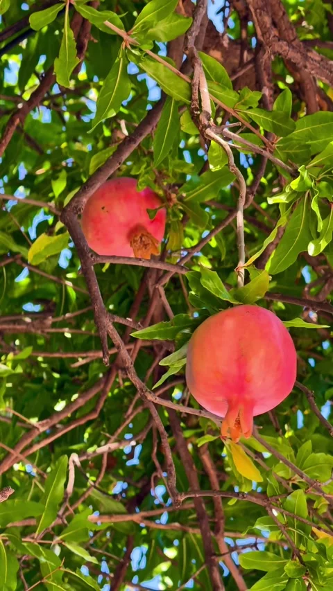 Ripe Pomegranates Moving in the Wind on a Fruit Tree Stock Footage 344878744