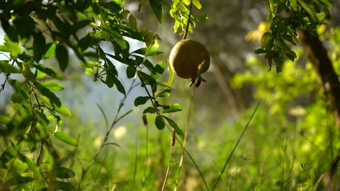 Ripe pomegranates on tree Stock Footage 93088913