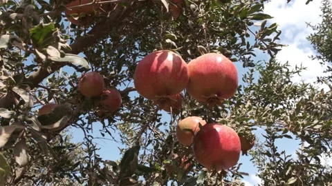 Ripe pomegranates on the tree Stock Footage 164622779