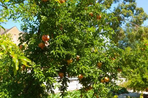 Ripe pomegranates on the tree. Foto stock