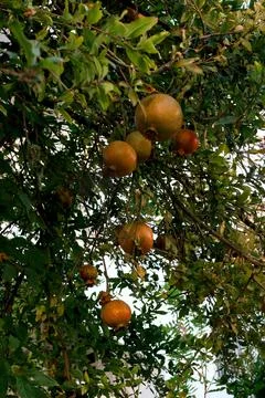 Ripe pomegranates on a tree.  Stock Photos