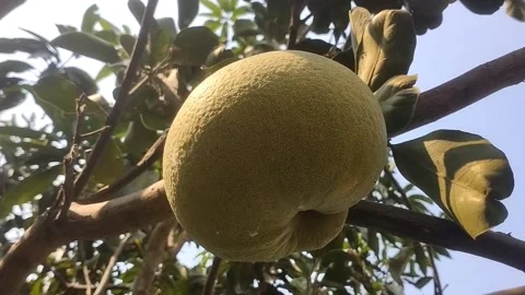 Ripe pomelo fruit on the tree Stock-Footage 341375306