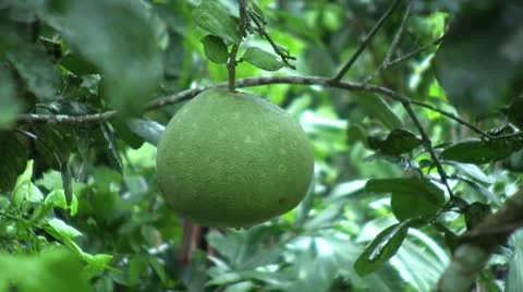 Ripe Pomelo In The Jungle 스톡 동영상 12429684