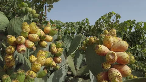 Ripe Prickly Pears Growing on Cactus in Gran Canaria 库存影片 313452334