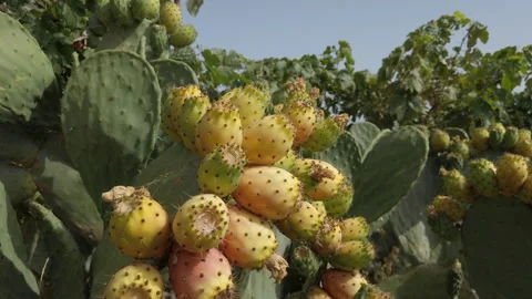 Ripe Prickly Pears Growing on Cactus in Gran Canaria Stock Footage 313452358