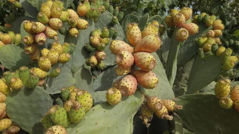 Ripe Prickly Pears Growing on Cactus in Gran Canaria Stock Footage 313452377