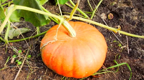 Ripe pumpkin to Halloween Stock Footage 68101921