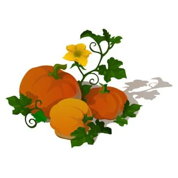 Ripe pumpkin isolated on white background. Sketch for poster or card for holiday Stock Illustration