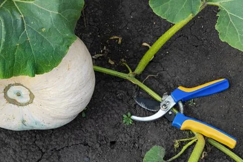 Ripe pumpkin lies on a bed in the garden Stock Photos