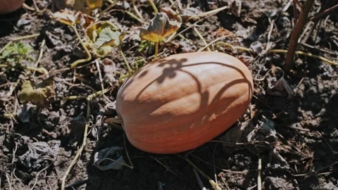 Ripe Pumpkin Lying On Dry Soil With Autumn Leaves Stock Footage 323453914