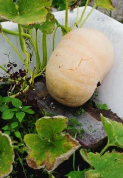 Ripe pumpkin Stock Photos