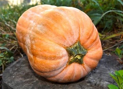 Ripe pumpkin Stock Photos