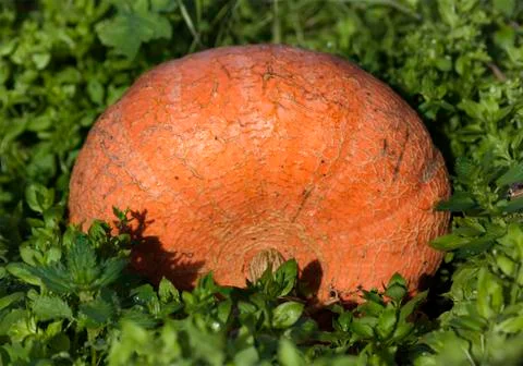 Ripe Pumpkin Stock Photos