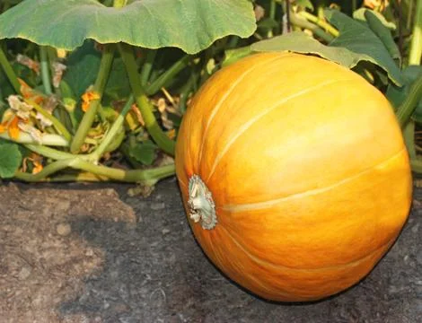 Ripe Pumpkin Stock Photos
