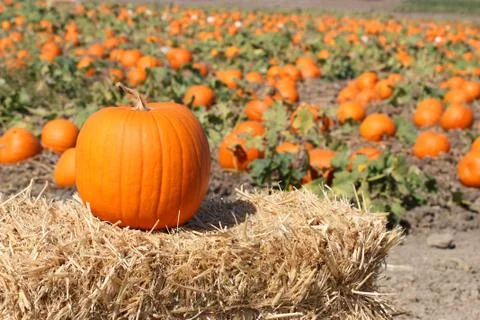 Ripe Pumpkin Stock Photos