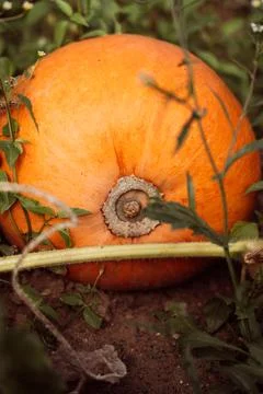 Ripe pumpkin Stock Photos