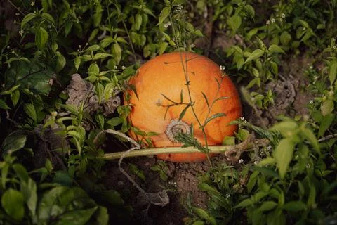 Ripe pumpkin Stock Photos