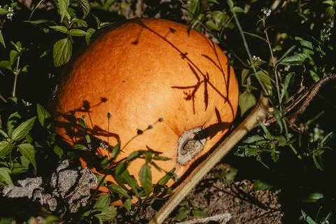 Ripe pumpkin Stock Photos