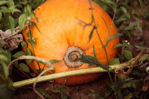 Ripe pumpkin Stock Photos