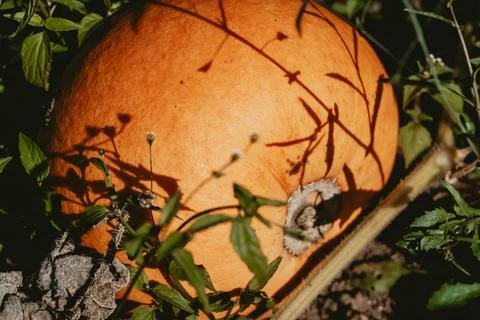 Ripe pumpkin Stock Photos