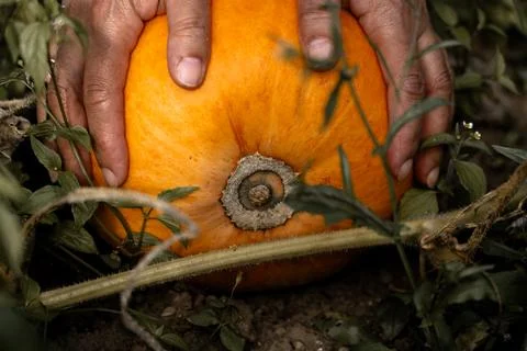 Ripe pumpkin Stock Photos