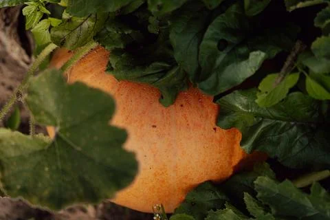 Ripe pumpkin Stock Photos