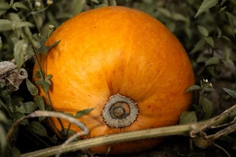 Ripe pumpkin Stock Photos