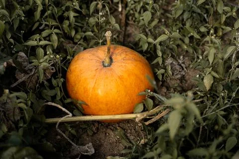 Ripe pumpkin Stock Photos
