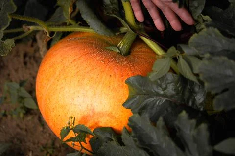 Ripe pumpkin Stock Photos