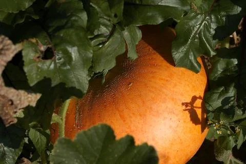 Ripe pumpkin Stock Photos