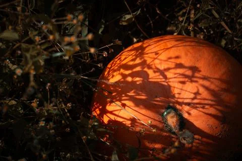 Ripe pumpkin Stock Photos