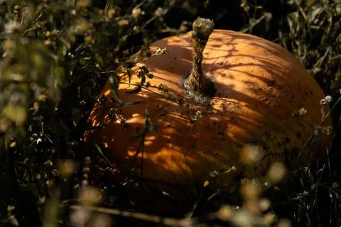 Ripe pumpkin Stock Photos