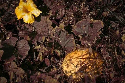Ripe pumpkin Stock Photos