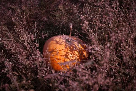 Ripe pumpkin Stock Photos