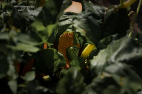 Ripe pumpkin Stock Photos