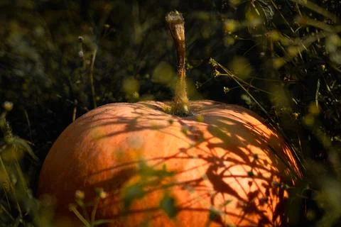 Ripe pumpkin Stock Photos