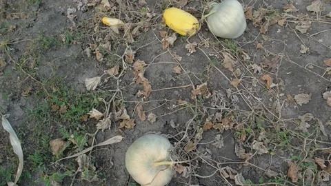 Ripe pumpkin in the sun-dried ground. Autumn harvest. Camera pan. Stock Footage 80759026