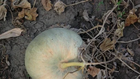 Ripe pumpkin in the sun-dried ground. Autumn harvest. Camera pan. Stock Footage 80759044