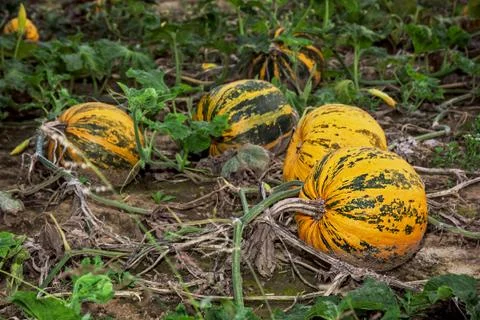 Ripe pumpkins in the field Stock Photos