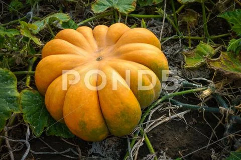 Ripe pumpkins on the field Stock Photos