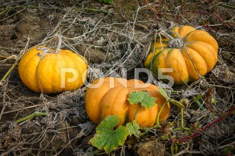 Ripe pumpkins on the field Stock Photos