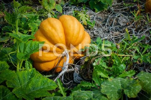 Ripe pumpkins on the field Stock Photos