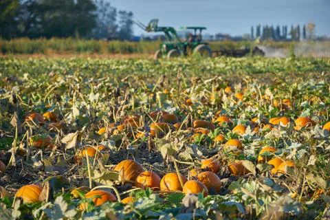 Ripe Pumpkins in the Field Photos